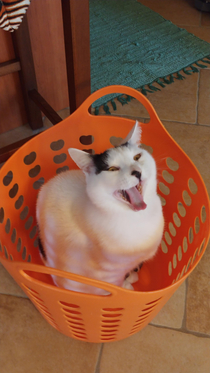 I just wanted to take a picture of my cat sitting in the laundry basket but then he yawned