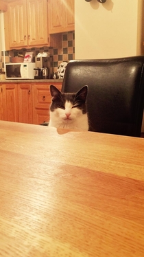 I kicked over my cats milk and had no replacement He sat opposite me as I ate my dinner looking at me like this