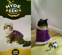 I know I should have had low expectations for a cat costume but