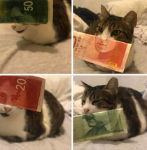 I like bills I like cats and I like them most together