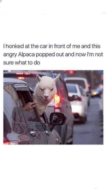 I like how the guy in the back is trying to get the ALPACA back in the car
