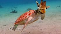 I like to combine animals for fun too Heres my turtle and giraffe