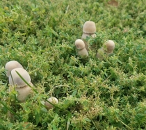 I like to think Im mature I saw these in the grass and realized Im not