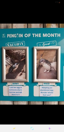 I look forward to the National Aquarium of New Zealands naughtygood penguins every month