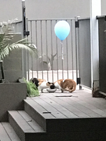 I looked out my window and my little brother tied a balloon to our Cat so I thought Id share