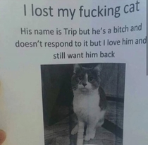 I lost my fucking cat