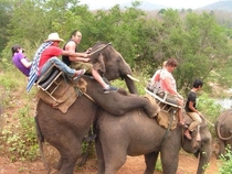 I love elephant riding