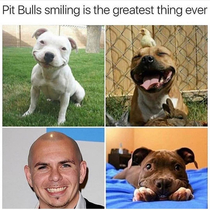 I love pitbull