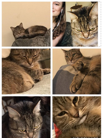 I made a collage of times my cat looks fed upunimpressed