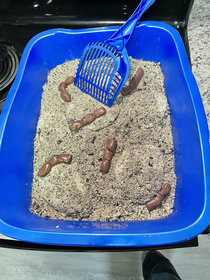 I made a litter box cake for gross themed Halloween pot luck at work