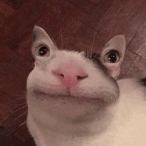 I made the polite cat into quite an unsettling GIF