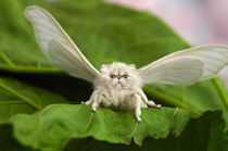 I mixed a cat with a moth for your amusement