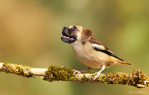 I mixed a finch with a puggle for your amusement