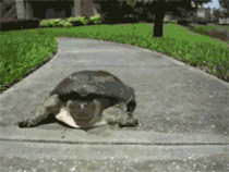 I now present you super turtle