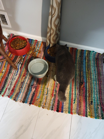 I opened my door to let my cat in turned around and this guy is snacking on my dogs food This is not my cat I guess he snuck in as soon as I opened the door and I didnt notice either that or hes been here all night and Ive just not noticed