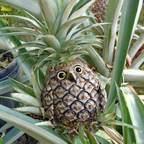 I photoshop animals into things as a hobby Heres a Pineappowl