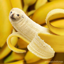 I photoshop animals into things Heres a sea lion and a banana