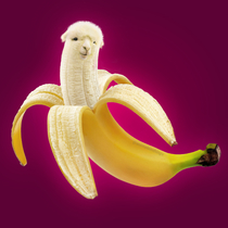 I photoshop animals into various things Heres a llama and a banana
