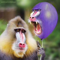 I photoshopped a baboon holding a balloon with a baboon in it