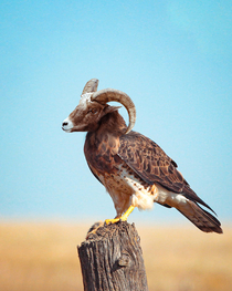 I photoshopped a Bighorn Ram together with a Hawk