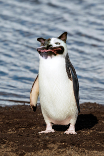 I photoshopped a dogs head onto a penguin