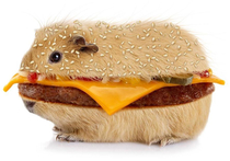 I photoshopped a guineaburger