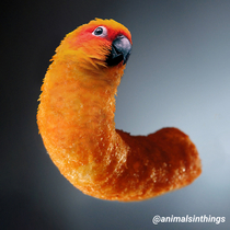 I photoshopped a Parrot into a Cheeto because why not