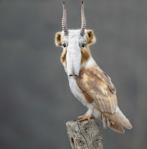 I photoshopped a Saiga Antelope and a Barn Owl and may have inadvertently birthed a new Pokmon