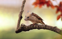 I photoshopped a sparrow and a hamster