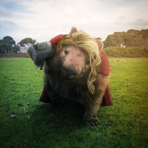 I photoshopped a wombat into Thor