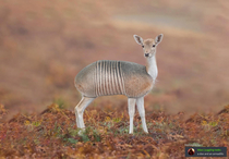 I photoshopped an armadillo and a doe together