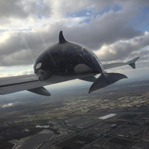 I photoshopped an Orca whale getting hit by a plane