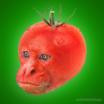 I photoshopped an Uakari Red-Faced monkey into a tomato for you