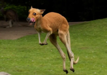 I photoshopped my dogs face onto a kangaroo