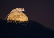 I photoshopped my gecko on the moon thought it was pretty cute and funny