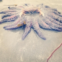 I present to you a crab riding a starfish ladies and gentleman Tofino BC Canada