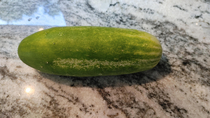 I pulled the first cucumber of the season from the garden and brought it to my wife Oh my god She exclaimed That thing is huge I wish it were smaller I laughed and laughed and laughed