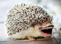 I put a Critter face on a hedgehog