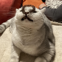 I put a hair tie on my cats head
