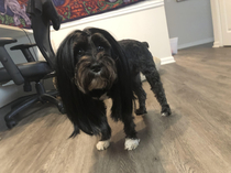 I put a wig on my dog
