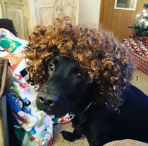 I put a wig on my dog because why not and I do not regret my impulsive decision