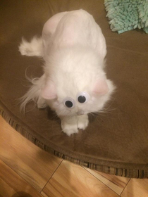 I put googly eyes on my cat