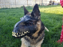 I put my kids indoraptor mask on my GSD shes terrifying