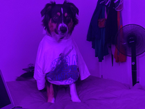 I put my t shirt on my pup and am incredibly satisfied with the results