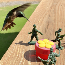 I put some Army men by my hummingbird feeder The result was even better than anticipated