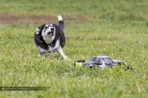 I recently got my dog an RC car for him to chaseI guess you could say things are going well so far