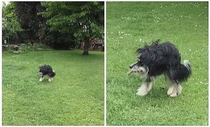 I regret trying to take a cute panorama of my dog