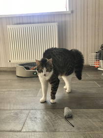 I said no camera