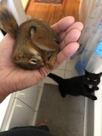 I saved this little squirrel but my cat wasnt very pleased