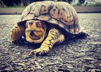 I saved this turtle out of the road He tried to thank me by selling me meth